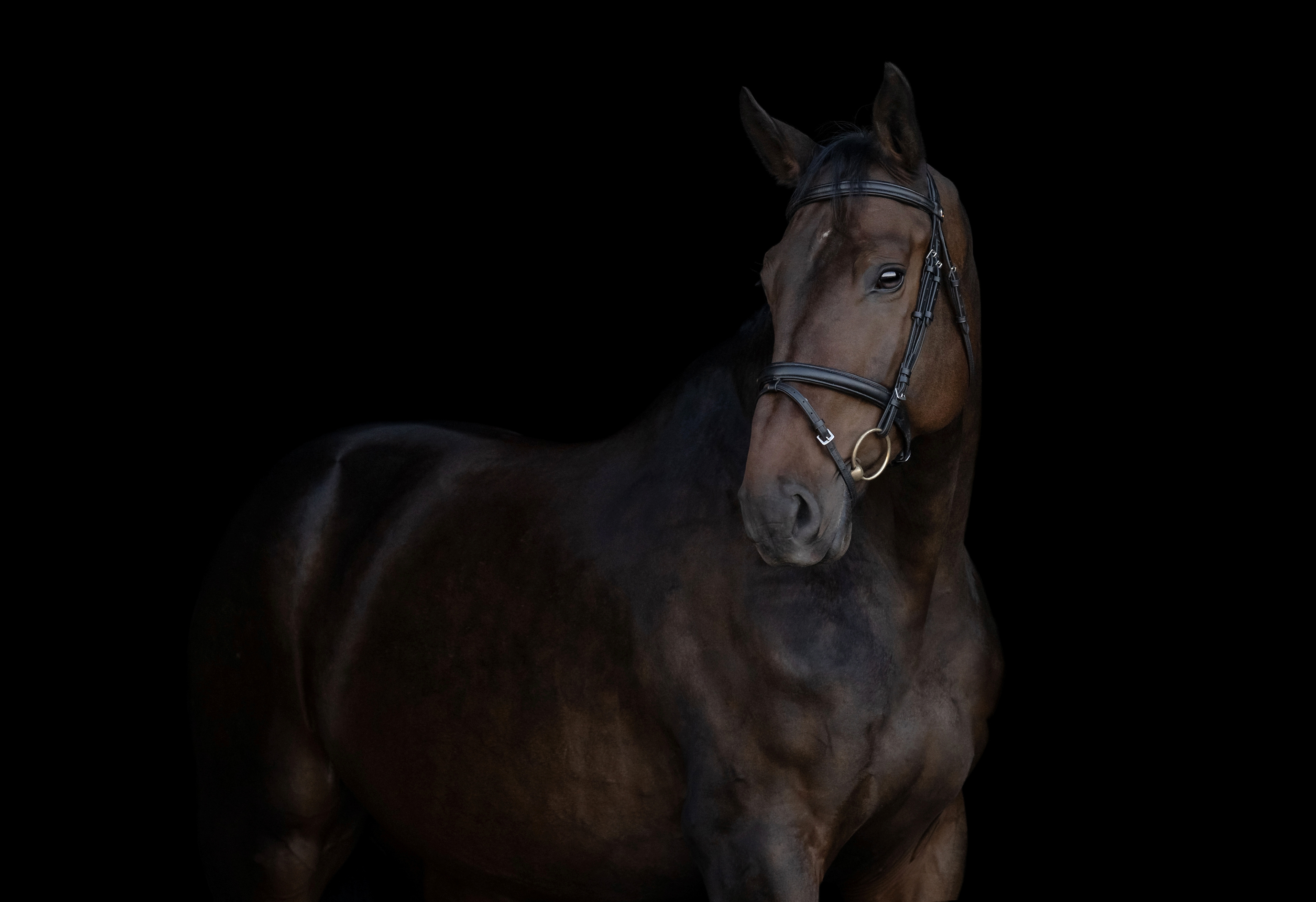 Bay horse on a black background photography around England, UK.