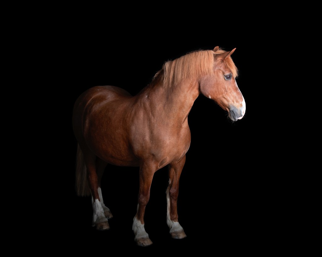 Black background equine photography England, UK.