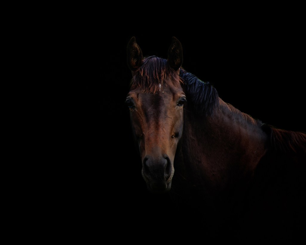 Horse on a black background photography.