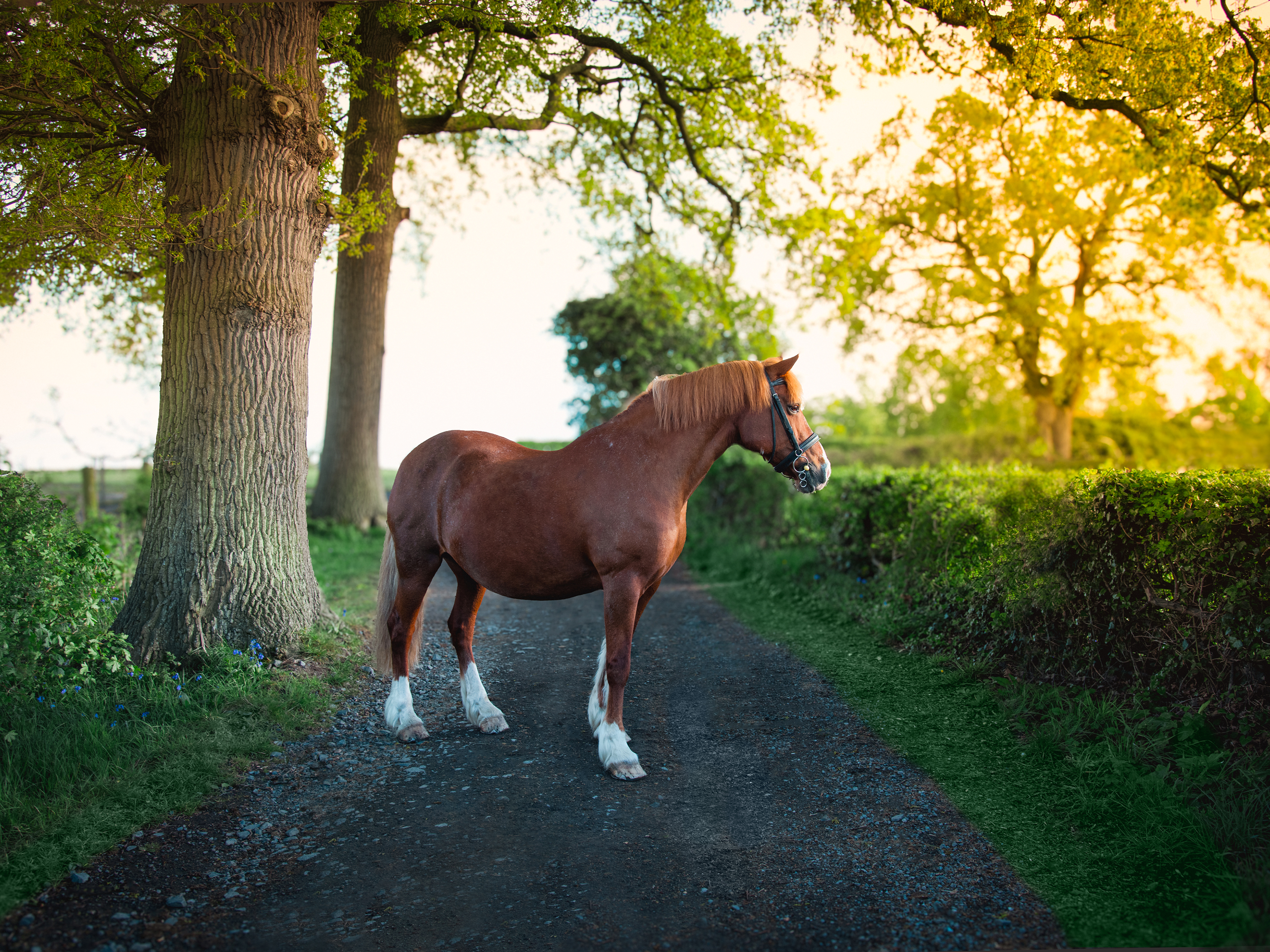 Golden hour horse photography sessions in Worcestershire.