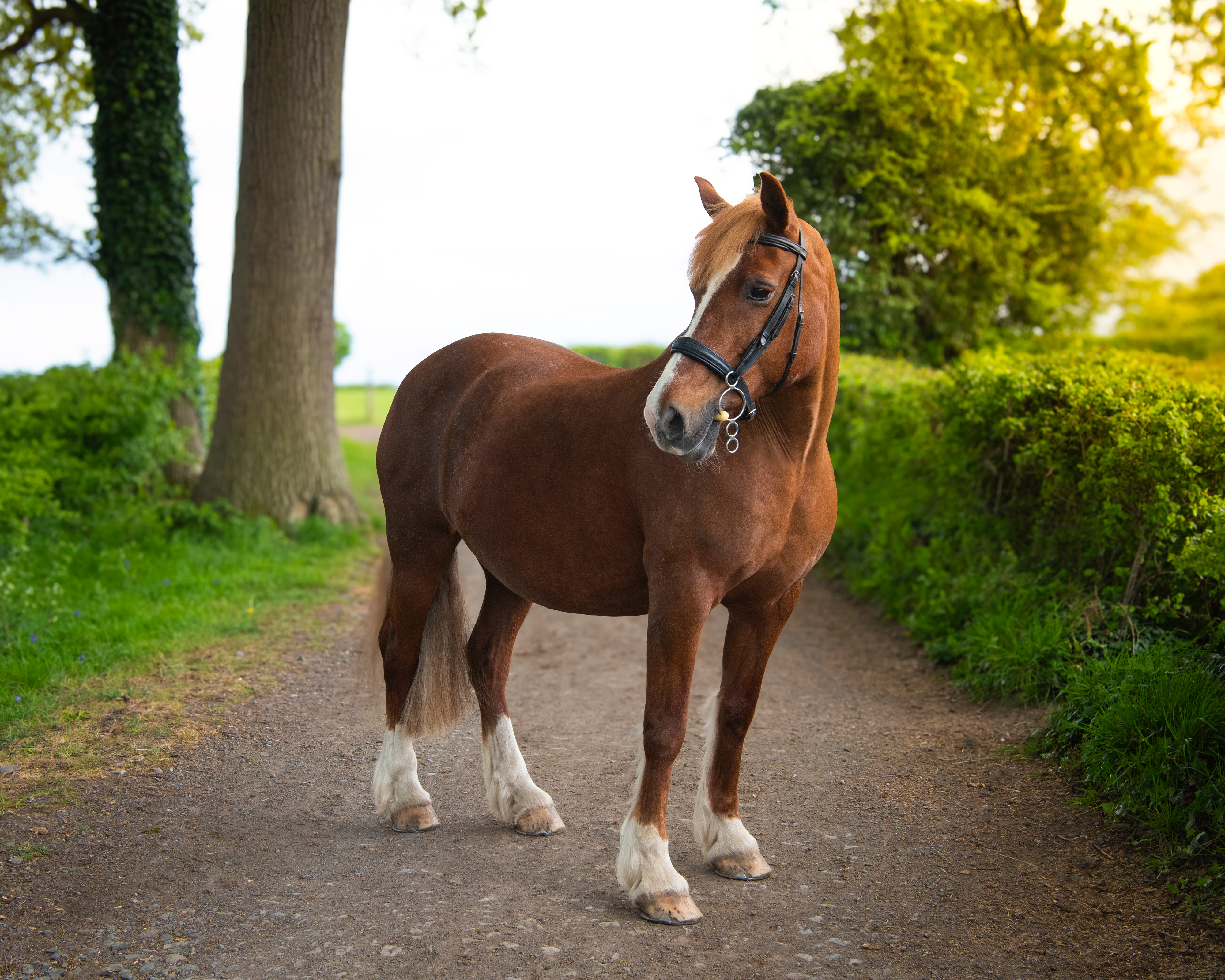 Horse photoshoot in Malvern.