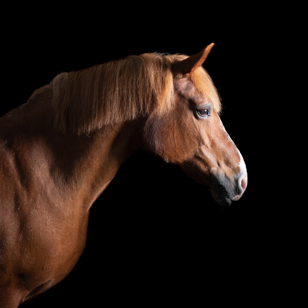 Black background equine photography Herefordshire.