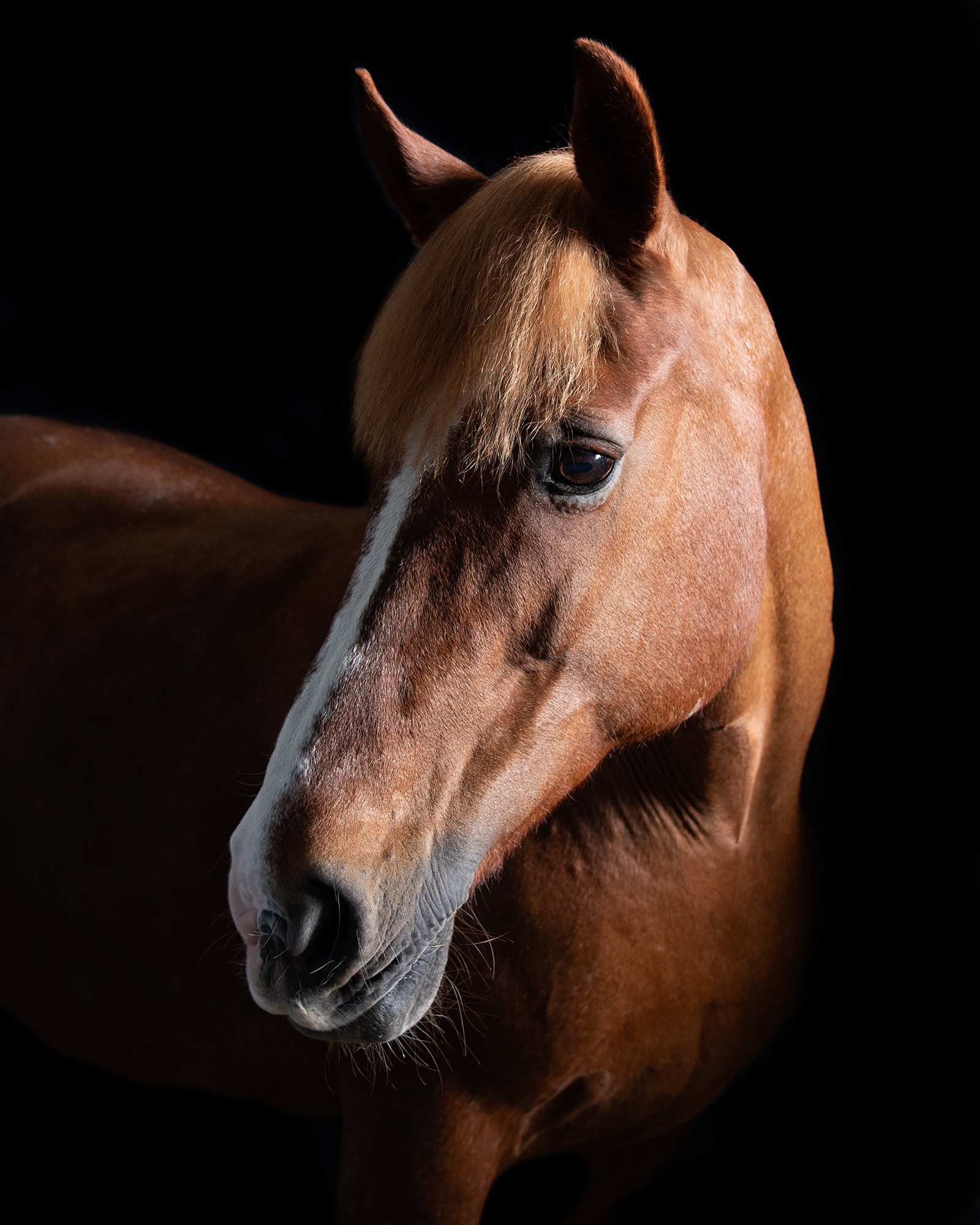 Black background horse photography Gloucestershire.