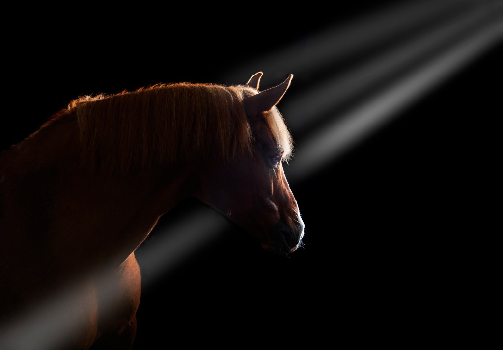 Black background horse photography with rays of light streaming through the window.
